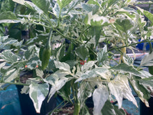 Load image into Gallery viewer, Tiger Thunder (Pepper Seeds)