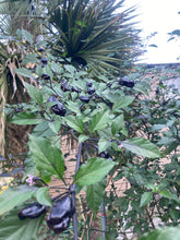 Load image into Gallery viewer, PurpleGum Black Cream (Pepper Seeds)