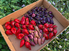 Load image into Gallery viewer, BBG Pink Horizon (Pepper Seeds)