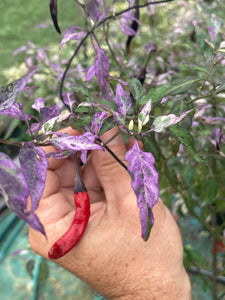 Lost Boys (T-E) (Pepper Seeds)