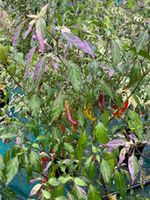 Load image into Gallery viewer, Lost Boys (T-E) (Pepper Seeds)