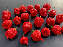 Load image into Gallery viewer, 7 Pot Brainstrain Red (Pepper Seeds)