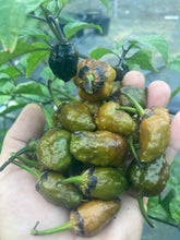 Load image into Gallery viewer, MonsterGum Leopard (Mustard)(Pepper Seeds)