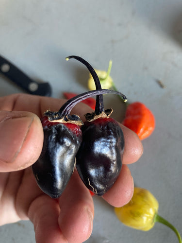 PurpleGum Black Red (Pepper Seeds)
