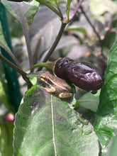 Load image into Gallery viewer, Pink Wendigo (T-E) (Pepper Seeds)
