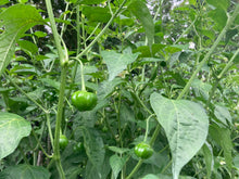 Load image into Gallery viewer, Pi 49793 Sau Paulo (Pepper Seeds)