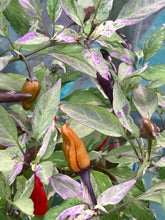 Load image into Gallery viewer, Pickles Blood (Grifter) (Pepper Seeds)