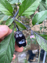 Load image into Gallery viewer, PurpleGum Black Cream (Pepper Seeds)