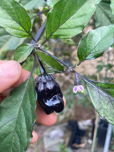 PurpleGum Black Cream (Pepper Seeds)