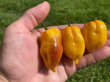 Load image into Gallery viewer, Purple Uprising Yellow (Pepper Seeds)