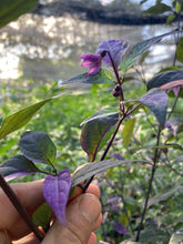 Load image into Gallery viewer, Red Trixster XD (Pepper Seeds)