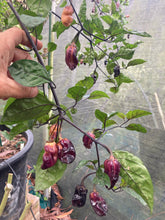 Load image into Gallery viewer, Dark BBG Horizon (Pepper Seeds)