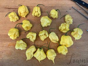 “Creamo” BOC X Primo (Cream) Pepper Seeds