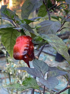 Voltron Caramel (T-E)(Pepper Seeds)