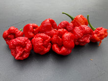 Load image into Gallery viewer, 7 Pot Brainstrain Red (Pepper Seeds)