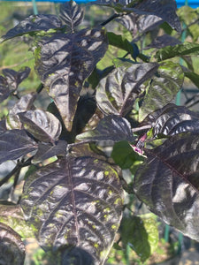 Monstergum Leopard (T-E Mix) (Pepper Seeds)