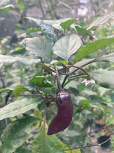 Load image into Gallery viewer, BBG Pink Horizon (Pepper Seeds)