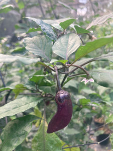 BBG Pink Horizon (Pepper Seeds)