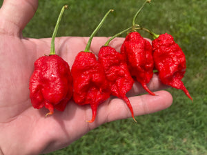 Primotalii Red (Pepper Seeds)