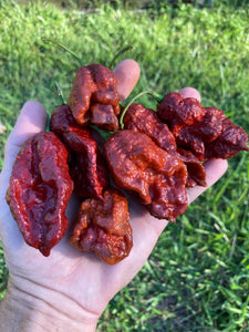 Ghost Scorpion Chocolate (T-E) (Pepper Seeds)