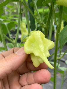 Soul Squeeze (Pepper Seeds)