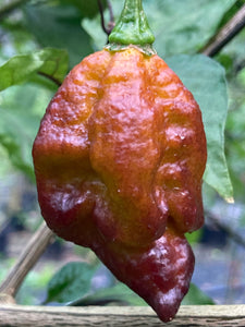 Golden Haze Horizon (Pepper Seeds)