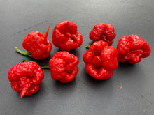 Load image into Gallery viewer, 7 Pot Brainstrain Red (Pepper Seeds)