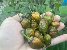 Load image into Gallery viewer, MonsterGum Leopard (Mustard)(Pepper Seeds)