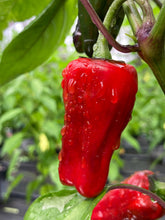 Load image into Gallery viewer, Bryan’s Klingon Blood (Pepper Seeds)