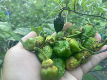 Load image into Gallery viewer, MonsterGum Leopard (Green)(Pepper Seeds)