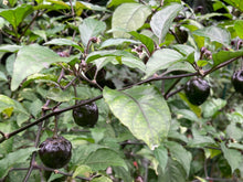 Load image into Gallery viewer, Purplegum Orange Blushed (Pepper Seeds)