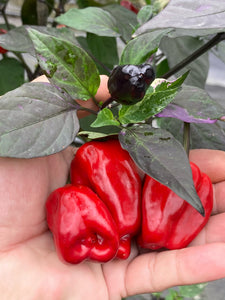 Bryan’s Vulcan Blood (Pepper Seeds)