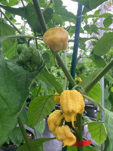 “Creamo” BOC X Primo (Cream) Pepper Seeds