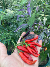 Load image into Gallery viewer, Lost Boys (T-E) (Pepper Seeds)