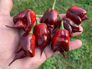 Voltron Caramel (T-E)(Pepper Seeds)