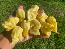 Load image into Gallery viewer, White Ghost Scorpion Mix (Bumpy, XL, &amp; Meringue) (Pepper Seeds)