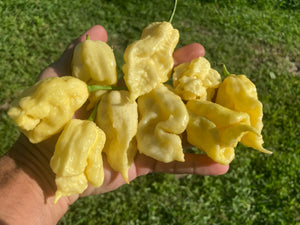 White Ghost Scorpion Mix (Bumpy, XL, & Meringue) (Pepper Seeds)