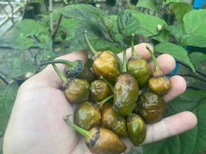 MonsterGum Leopard (Mustard)(Pepper Seeds)