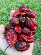 Load image into Gallery viewer, Black MedullaGum (Pepper Seeds)