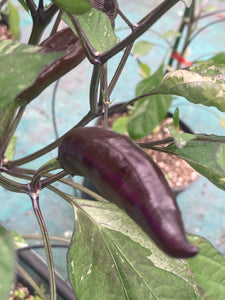 Tiger Jalapeño (Pepper Seeds)