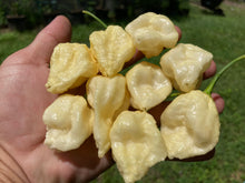 Load image into Gallery viewer, KrémNine (T-E)(Pepper Seeds)