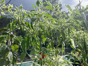 Tiger Thunder (Pepper Seeds)