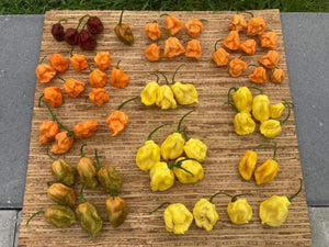 Douglah Orangy (Pepper Seeds)