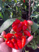 Load image into Gallery viewer, Red Wendigo (T-E) (Pepper Seeds)