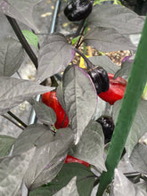 Load image into Gallery viewer, Bryan’s Emperor Blood (Pepper Seeds)