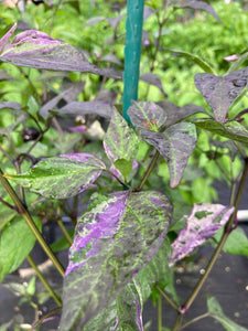 Bryan’s Vulcan Blood (Pepper Seeds)