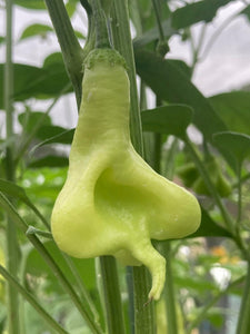 Soul Squeeze (Pepper Seeds)