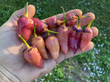 Load image into Gallery viewer, BBG Pink Horizon (Pepper Seeds)