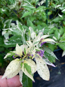 Thunder Nugs (Pepper Seeds)