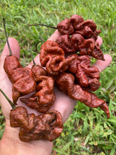 Load image into Gallery viewer, Primotalii Chocolate (Pepper Seeds)